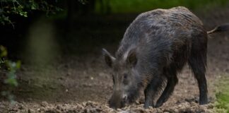 PROBLEMÁTICA DE ESPECIES EXÓTICAS Identifican patrones de distribución actual y potencial de cerdos asilvestrados en el Iberá
