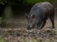 Identifican patrones de distribución actual y potencial de cerdos asilvestrados en el Iberá