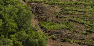 En la Facultad de Humanidades Eudene presentará libro sobre estudio geoforestal de la explotación del bosque nativo chaqueño