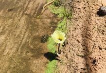 Cianobacterias, un riesgo para lagunas y ríos del NEA que requiere acciones de monitoreo y visibilidad