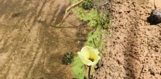 Cianobacterias, un riesgo para lagunas y ríos del NEA que requiere acciones de monitoreo y visibilidad