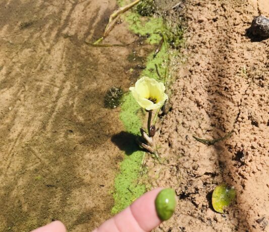 Cianobacterias, un riesgo para lagunas y ríos del NEA que requiere acciones de monitoreo y visibilidad