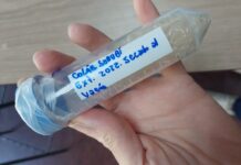 BIOTECNOLOGÍA De desecho a recurso: obtienen hidrolizado de colágeno de la piel de surubí e identifican su actividad antioxidante