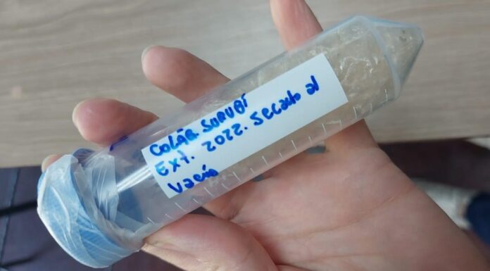 BIOTECNOLOGÍA De desecho a recurso: obtienen hidrolizado de colágeno de la piel de surubí e identifican su actividad antioxidante