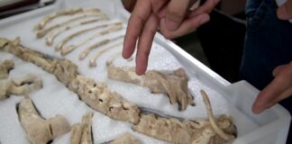 “DR. RAFAEL HERBST" Avanzan acciones para optimizar la conservación de las Colecciones Paleontológicas de la UNNE