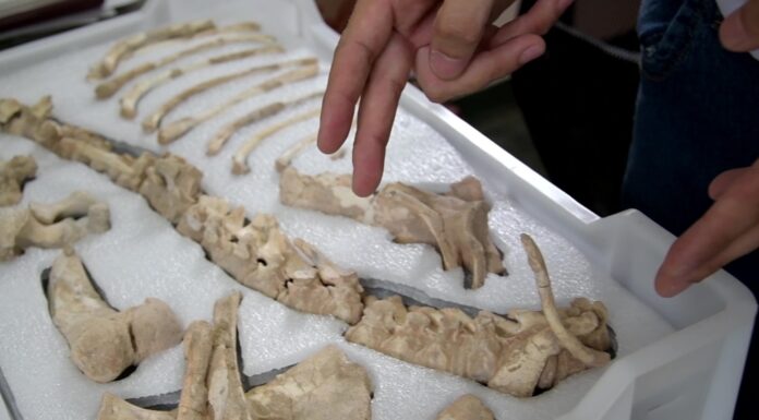 “DR. RAFAEL HERBST" Avanzan acciones para optimizar la conservación de las Colecciones Paleontológicas de la UNNE