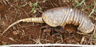 Estudio sobre pumas en Corrientes aportó nuevos enfoques en identificación de fósiles de armadillos