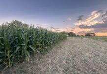 LOS RESULTADOS FUERON PUBLICADOS EN PRESTIGIOSA REVISTA INTERNACIONAL Caracterizan las restricciones climáticas que inciden en la producción de maíz de secano en la región subtropical del NEA