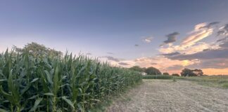 LOS RESULTADOS FUERON PUBLICADOS EN PRESTIGIOSA REVISTA INTERNACIONAL Caracterizan las restricciones climáticas que inciden en la producción de maíz de secano en la región subtropical del NEA