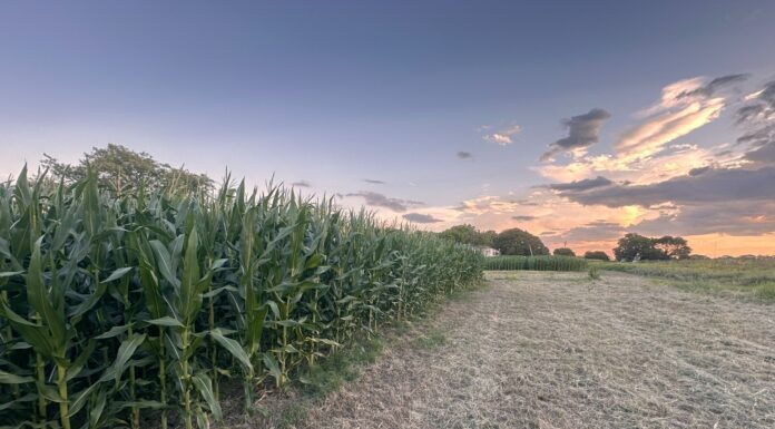 LOS RESULTADOS FUERON PUBLICADOS EN PRESTIGIOSA REVISTA INTERNACIONAL Caracterizan las restricciones climáticas que inciden en la producción de maíz de secano en la región subtropical del NEA
