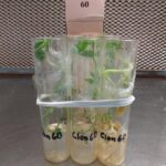 cultivo in vitro de plantyas de mandioca Cultivar 60
