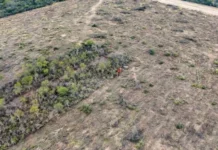 ALERTA DE GREENPEACE ARGENTINA «Chaco está en un alto nivel de desmonte ilegal»