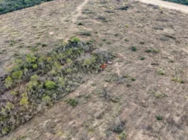 «Chaco está en un alto nivel de desmonte ilegal»