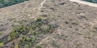ALERTA DE GREENPEACE ARGENTINA «Chaco está en un alto nivel de desmonte ilegal»