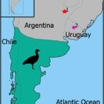 distribucion del cisne patagonico