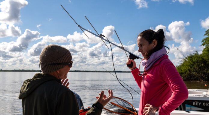 COORDINADO POR LA UNNE «Tras la Estela del Tigre», un nuevo proyecto de marcación y seguimiento de dorados por radiotelemetría