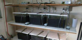 Ciencia y Técnica En un estudio con agroquímicos ejemplares de pacú presentaron consecuencias genéticas seis peceras utilizadas para el ensayo con especies de pacú