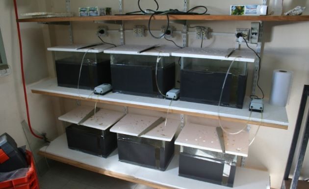 Ciencia y Técnica En un estudio con agroquímicos ejemplares de pacú presentaron consecuencias genéticas seis peceras utilizadas para el ensayo con especies de pacú