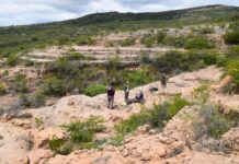 TRABAJO DE COLABORACIÓN INTERNACIONAL Identifican el registro más antiguo de un roedor “tuco-tuco” y clarifican la historia evolutiva del género en Sudamérica