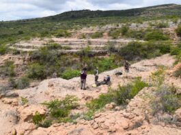 Identifican el registro más antiguo de un roedor “tuco-tuco” y clarifican la historia evolutiva del género en Sudamérica