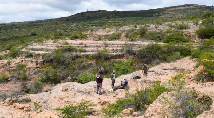 TRABAJO DE COLABORACIÓN INTERNACIONAL Identifican el registro más antiguo de un roedor “tuco-tuco” y clarifican la historia evolutiva del género en Sudamérica