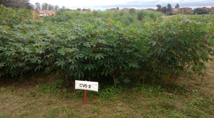 Por su aporte proteico, promueven el uso de hojas de mandioca para la alimentación animal
