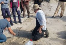LA MAYORÍA DE LO QUE SE CONOCE PROVIENE DE LA REGIÓN CHACO-PAMPEANA Estudio profundiza el conocimiento de la diversidad y distribución temporal de los gliptodontes durante un período clave