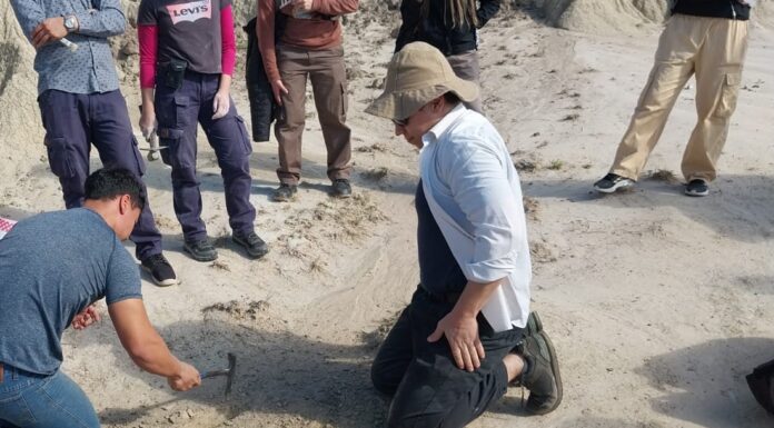 LA MAYORÍA DE LO QUE SE CONOCE PROVIENE DE LA REGIÓN CHACO-PAMPEANA Estudio profundiza el conocimiento de la diversidad y distribución temporal de los gliptodontes durante un período clave