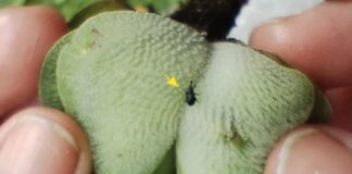 INVESTIGACIÓN DE CONICET-UNNE Hallazgos del CECOAL representan las primeras evidencias de interacciones fósiles entre insectos y helechos acuáticos