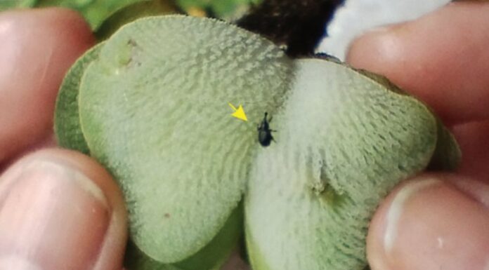 INVESTIGACIÓN DE CONICET-UNNE Hallazgos del CECOAL representan las primeras evidencias de interacciones fósiles entre insectos y helechos acuáticos