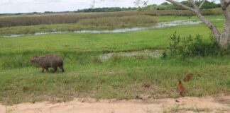 FACULTAD DE CIENCIAS VETERINARIAS Se reeditan en la UNNE las «Jornadas de Medicina y Conservación de la Fauna Silvestre»