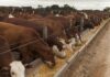 Engorde a Corral: estudio arroja distintos resultados con animales de igual peso de ingreso