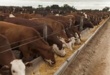 Engorde a Corral: estudio arroja distintos resultados con animales de igual peso de ingreso