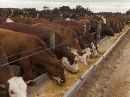 Engorde a Corral: estudio arroja distintos resultados con animales de igual peso de ingreso