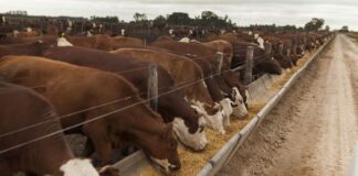 NUEVOS CONOCIMIENTOS Engorde a Corral: estudio arroja distintos resultados con animales de igual peso de ingreso