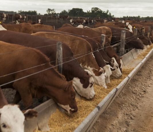 Engorde a Corral: estudio arroja distintos resultados con animales de igual peso de ingreso