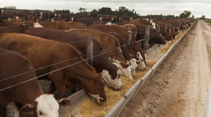 Engorde a Corral: estudio arroja distintos resultados con animales de igual peso de ingreso