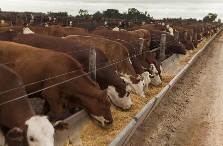 Engorde a Corral: estudio arroja distintos resultados con animales de igual peso de ingreso