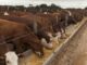 Engorde a Corral: estudio arroja distintos resultados con animales de igual peso de ingreso