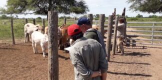 MEJORAMIENTO PRODUCTIVO En innovador estudio, caracterizan hembras de la raza Brahman de Argentina