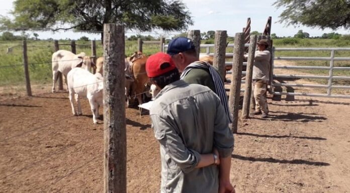 MEJORAMIENTO PRODUCTIVO En innovador estudio, caracterizan hembras de la raza Brahman de Argentina