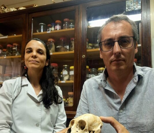 La UNNE y CONICET iniciaron una línea de estudio sobre enfermedades óseas en la fauna silvestre