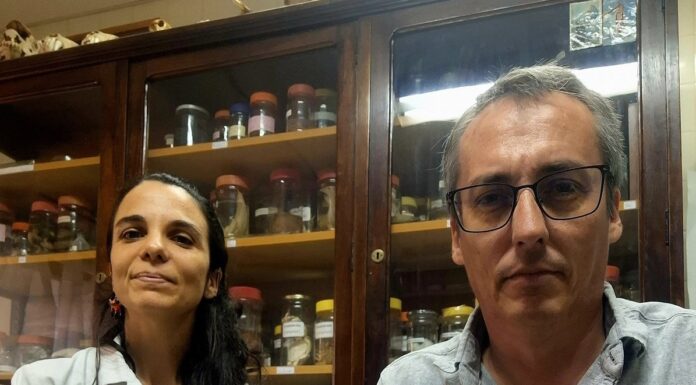 CIENCIA UNIVERSITARIA La UNNE y CONICET iniciaron una línea de estudio sobre enfermedades óseas en la fauna silvestre