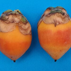 frutos de Butia Yatay
