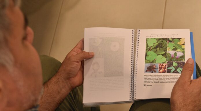 VÍNCULO CON EL SECTOR PRODUCTIVO Para aportar al manejo sostenible, elaboran una guía de identificación de malezas del cultivo de té