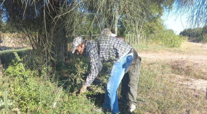 CONVENIO INTERNACIONAL Buscan en el NEA controladores biológicos de un cactus que causa graves problemas como invasor en Australia