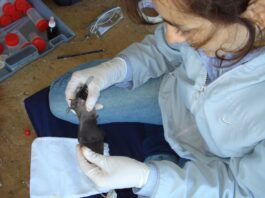 Con participación de una investigadora de la UNNE, se sistematiza conocimiento sobre helmintos parásitos de murciélagos en Argentina