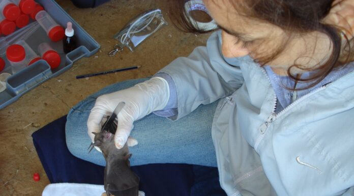 APORTE A LA CIENCIA NACIONAL Con participación de una investigadora de la UNNE, se sistematiza conocimiento sobre helmintos parásitos de murciélagos en Argentina