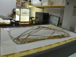 Herbario Virtual: el IBONE superó las 150 mil muestras de plantas vasculares digitalizadas