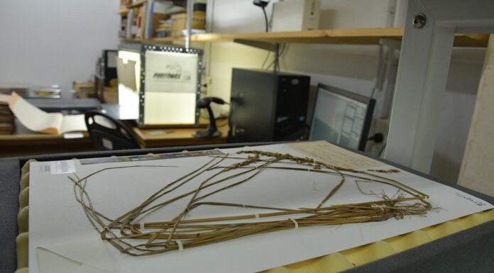 CONSERVACIÓN E INNOVACIÓN Herbario Virtual: el IBONE superó las 150 mil muestras de plantas vasculares digitalizadas